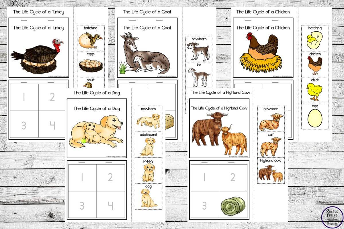 Farm Animals Life Cycle Printables five colour pages