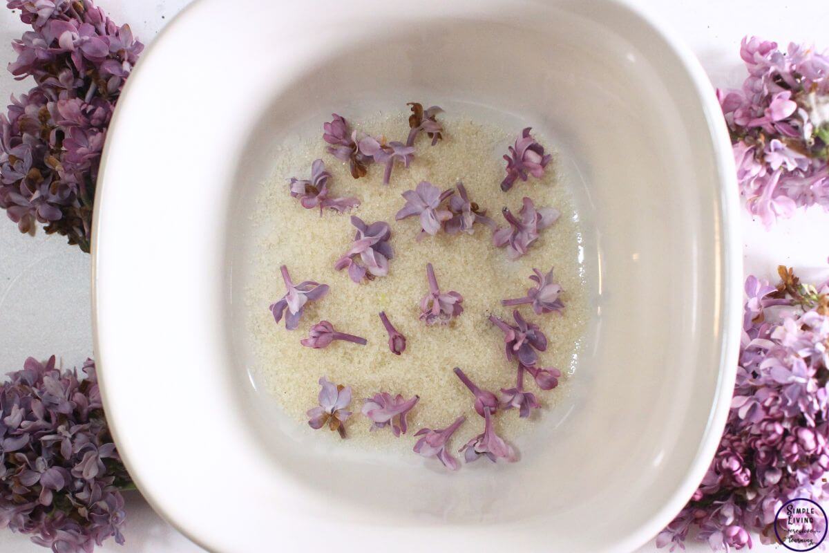 Homemade Lilac Sugar layering the lilacs and sugar