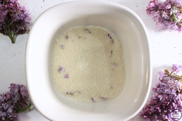Homemade Lilac Sugar layering the sugar and the lilac