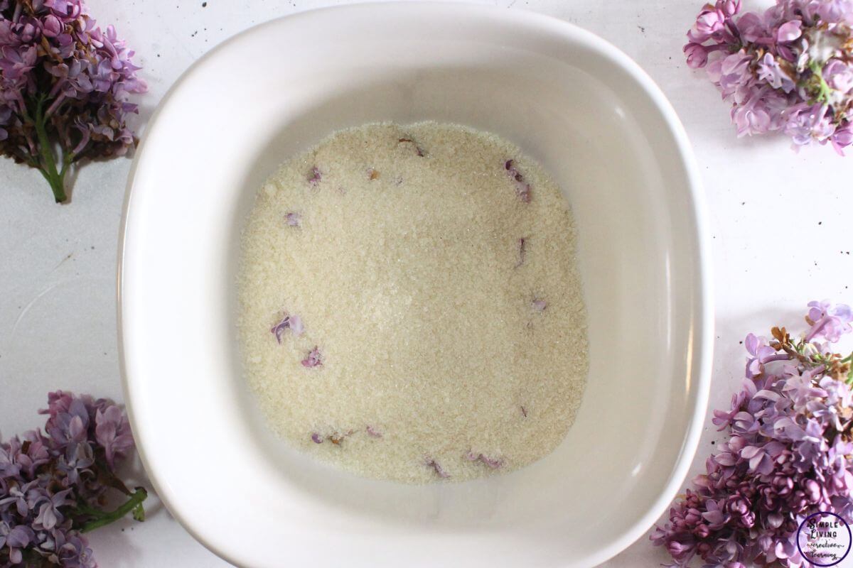 Homemade Lilac Sugar layering the sugar and the lilac