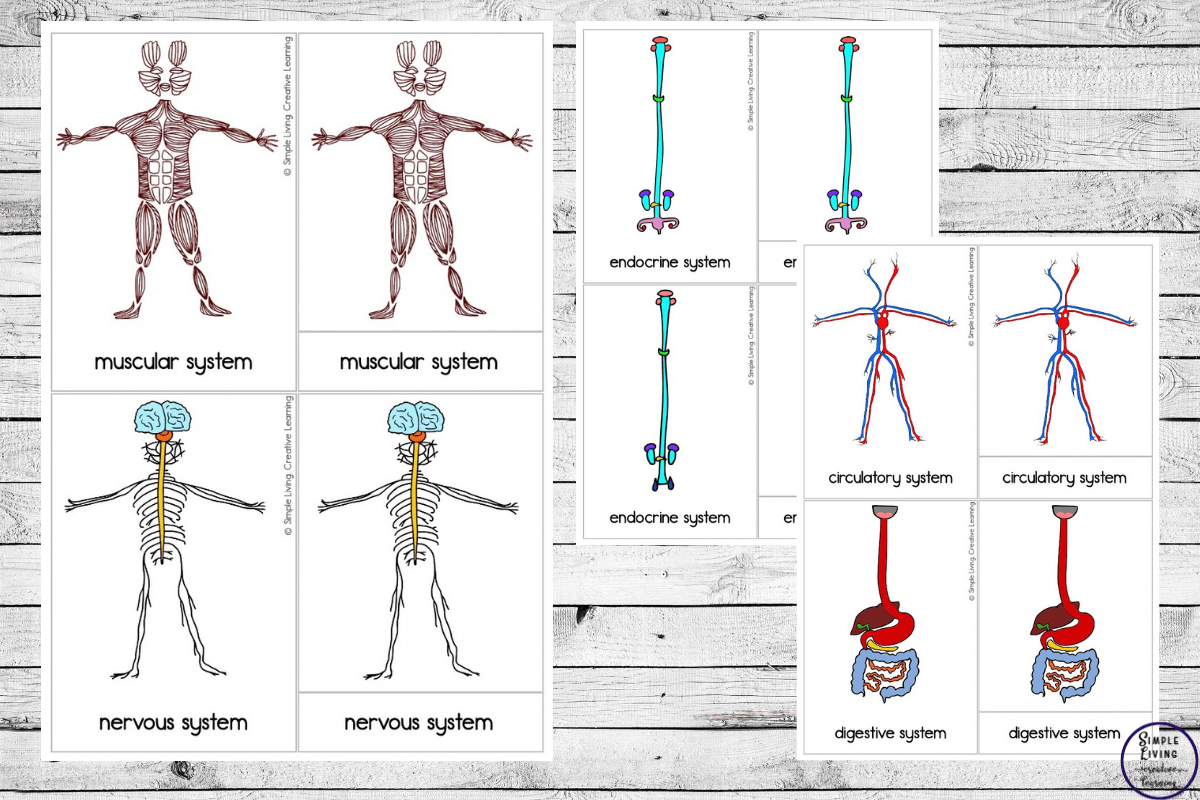 Human Body Systems Cards three colour cards