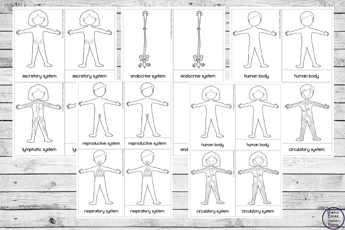 Human Body Systems Cards five black and white pages