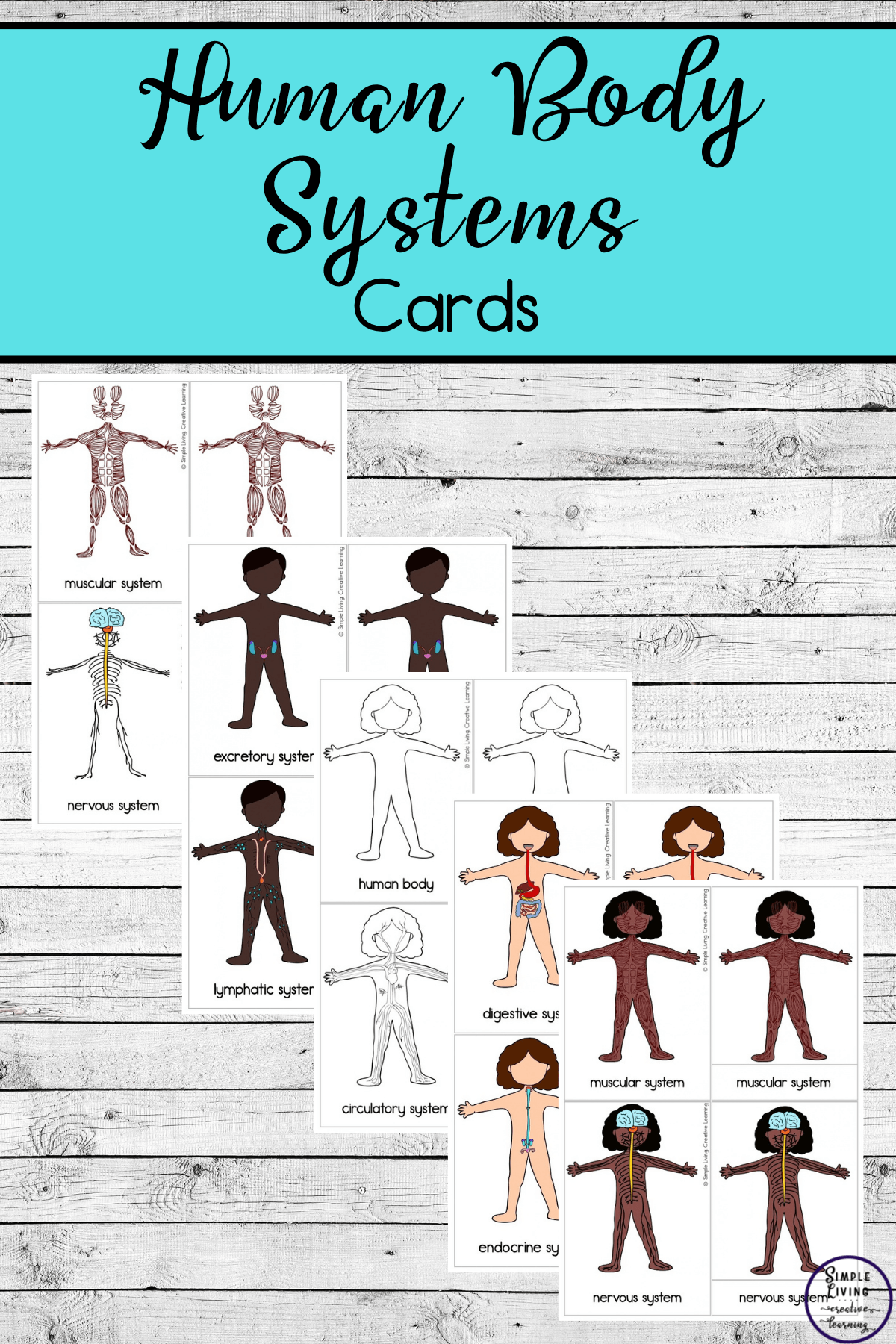 Human Body Systems Cards