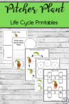 Pitcher Plant life cycle printables