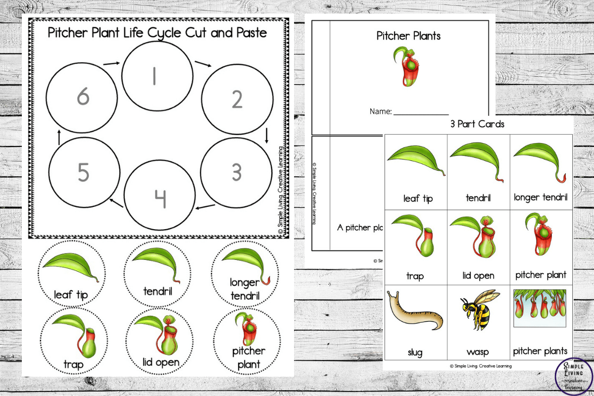 Pitcher Plant life cycle printables three pages