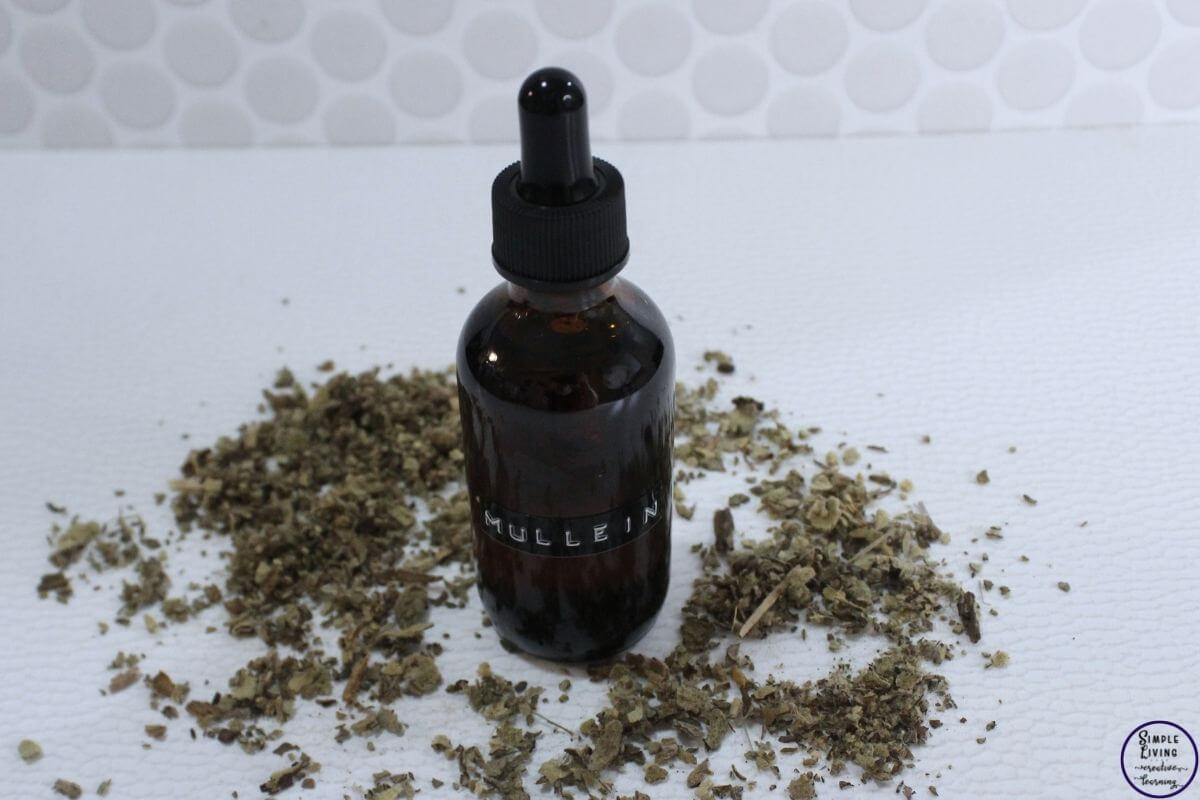 How to Make Mullein Tincture in a bottle with dried mullein around it
