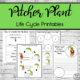 Pitcher Plant Life Cycle printables 4 colour pages